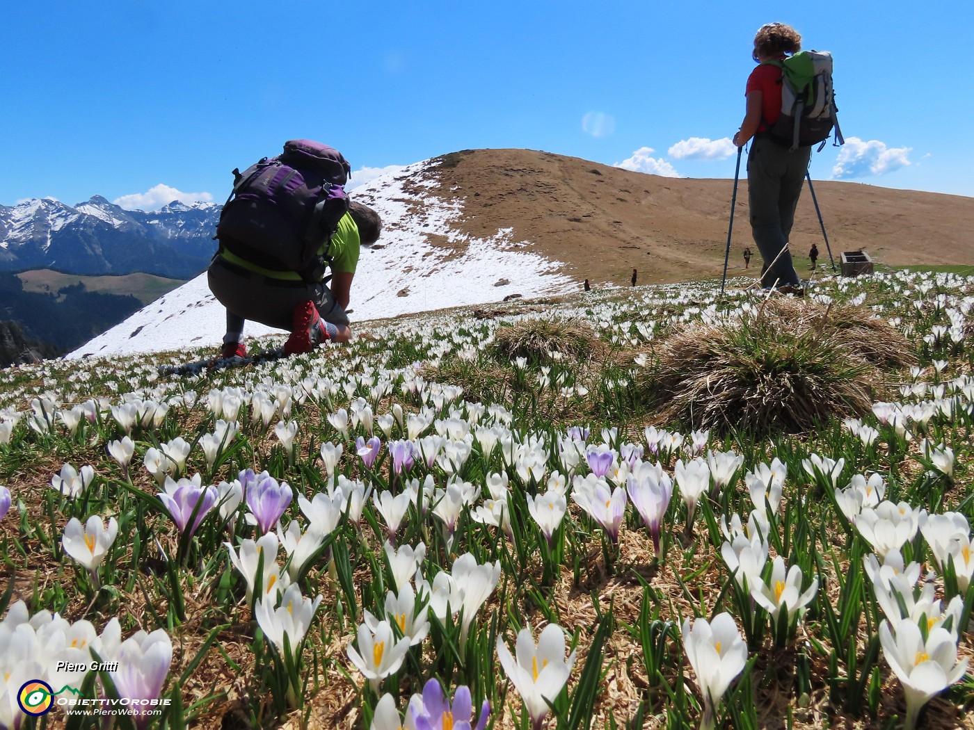 35 BIanchi i crocus, bianca la neve.JPG